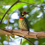 Coppersmith Barbet