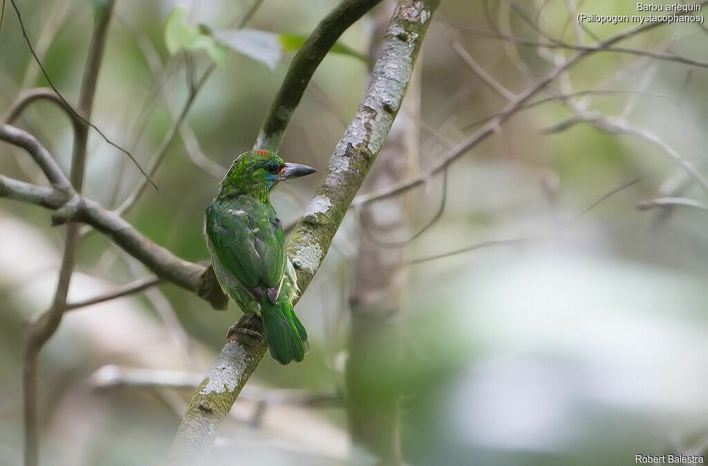 Red-throated Barbet