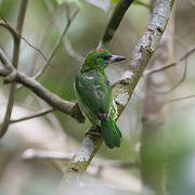 Red-throated Barbet