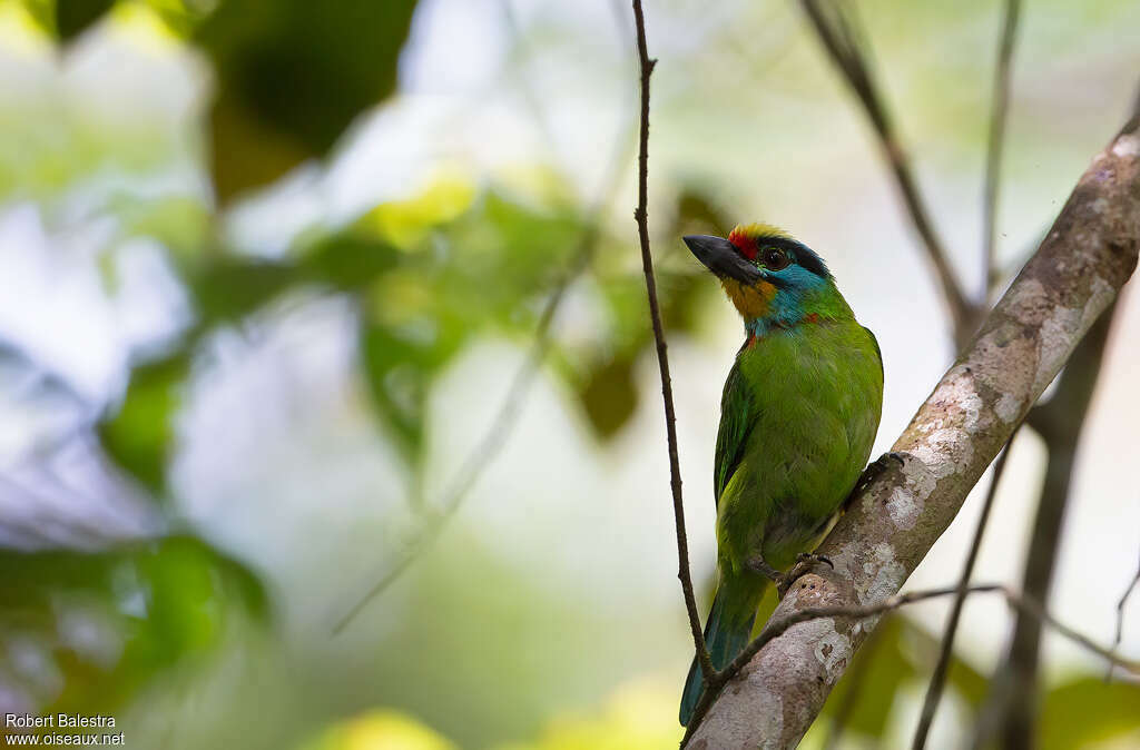 Black-browed Barbetadult