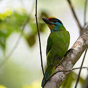 Black-browed Barbet