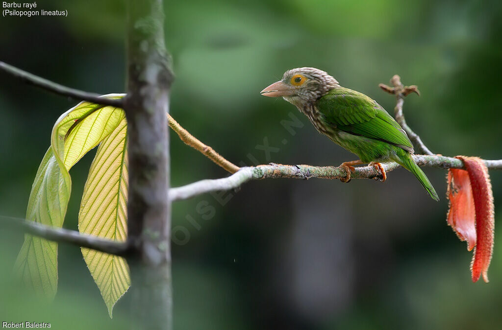 Lineated Barbet