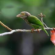 Lineated Barbet