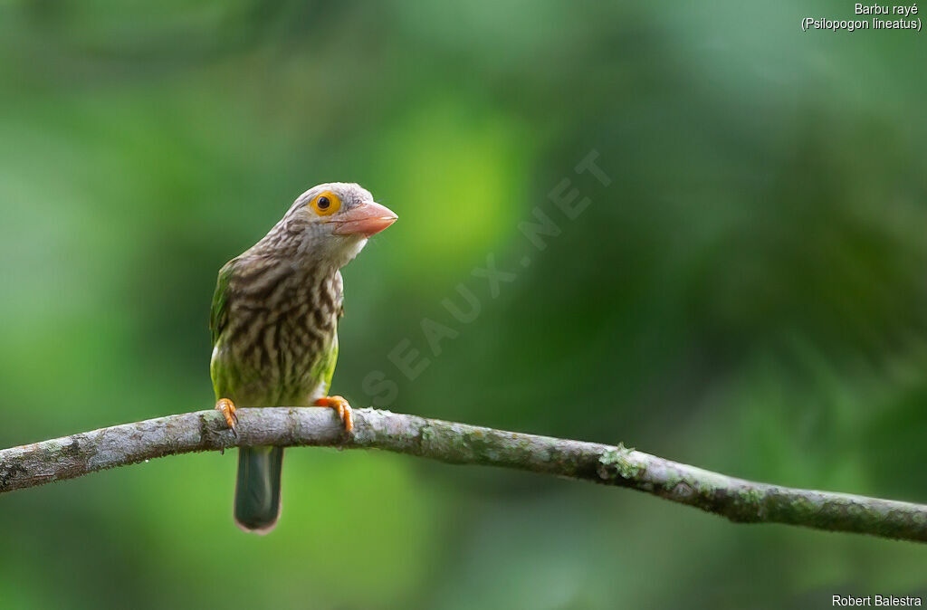 Lineated Barbet