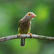 Lineated Barbet