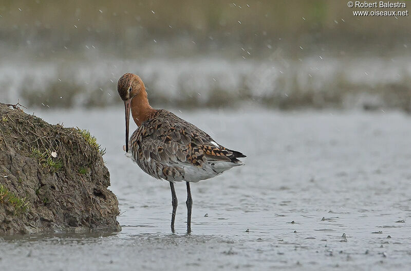 Black-tailed Godwit