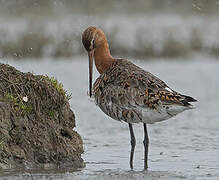 Black-tailed Godwit