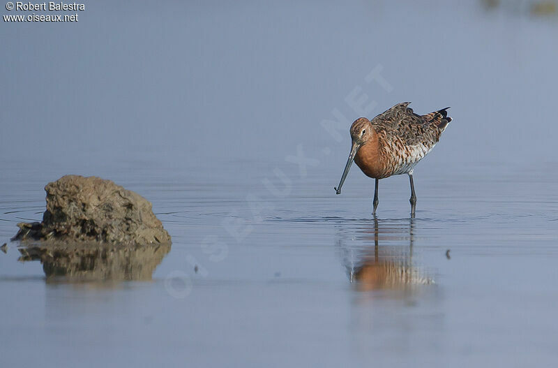 Black-tailed Godwit