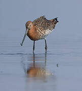 Black-tailed Godwit