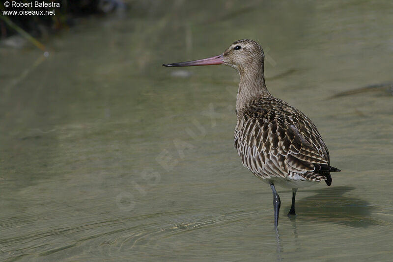 Bar-tailed Godwit