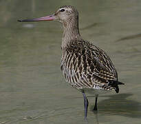 Bar-tailed Godwit