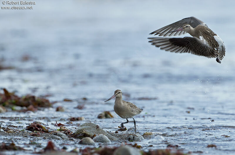 Bar-tailed Godwit