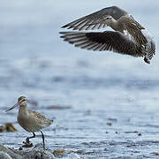 Bar-tailed Godwit