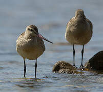 Bar-tailed Godwit