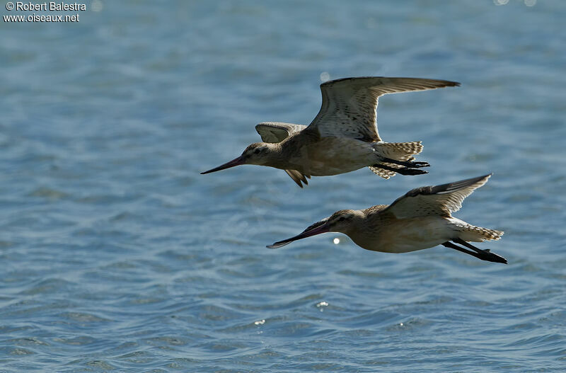 Bar-tailed Godwit