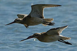 Bar-tailed Godwit