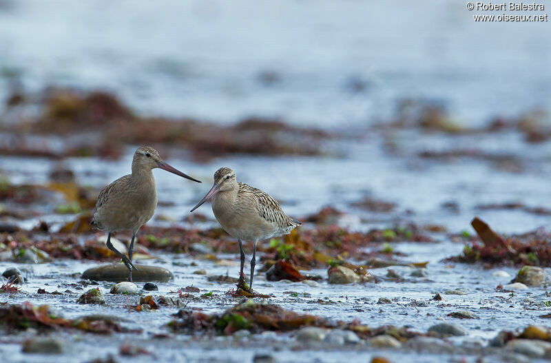 Bar-tailed Godwit