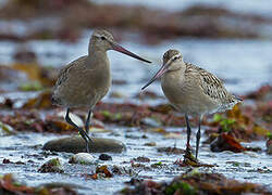 Bar-tailed Godwit