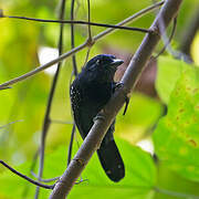 Black-hooded Antshrike