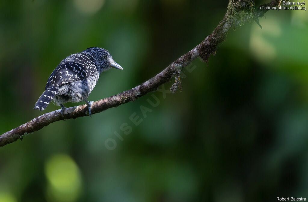 Barred Antshrike male