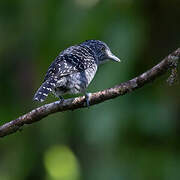 Barred Antshrike