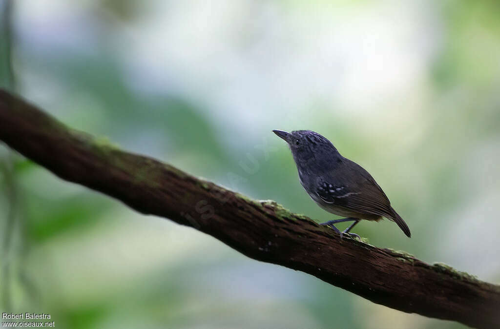 Streak-crowned Antvireo male, identification