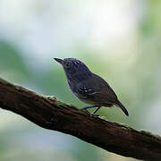 Streak-crowned Antvireo