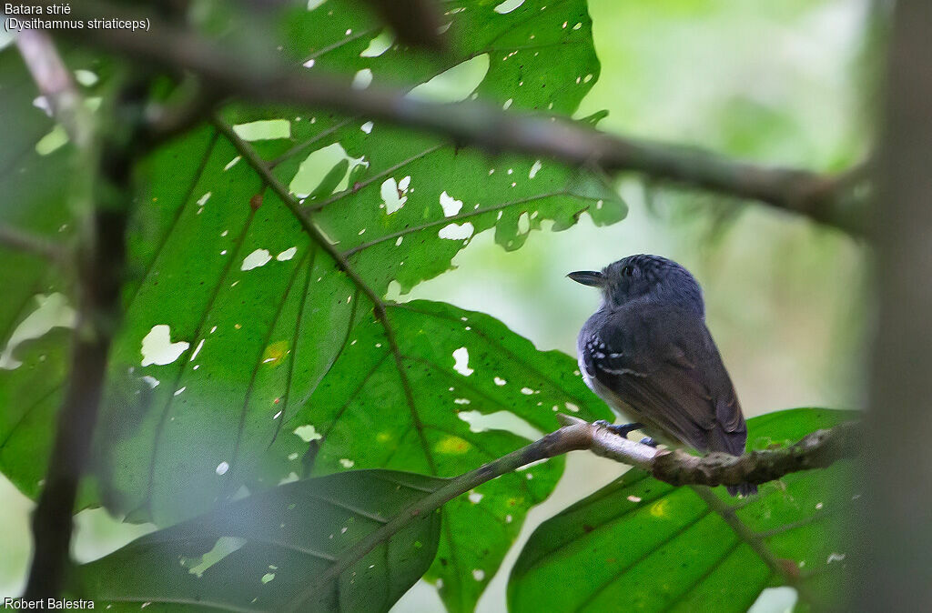 Streak-crowned Antvireo male