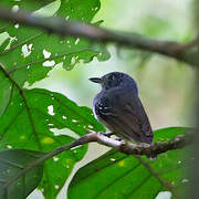 Streak-crowned Antvireo