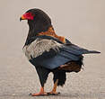 Bateleur des savanes