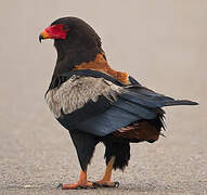 Bateleur