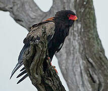 Bateleur des savanes