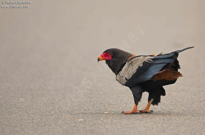 Bateleur des savanes