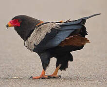 Bateleur des savanes