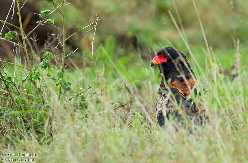 Bateleur