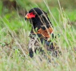 Bateleur des savanes