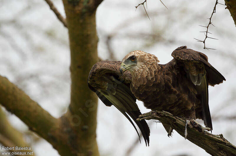 Bateleur des savanesimmature