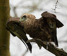 Bateleur des savanes