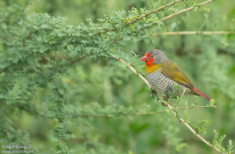 Green-winged Pytilia male adult