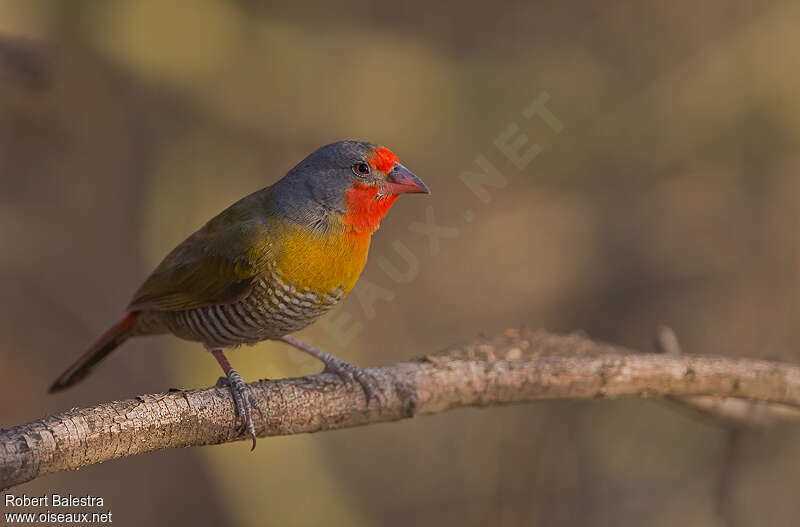 Green-winged Pytilia male adult, identification