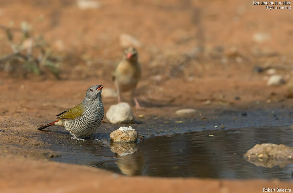 Green-winged Pytilia