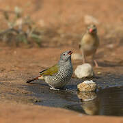 Green-winged Pytilia