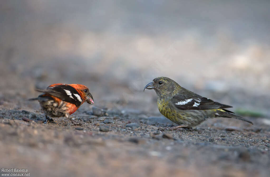 Bec-croisé bifascié femelle adulte, identification