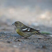 Two-barred Crossbill