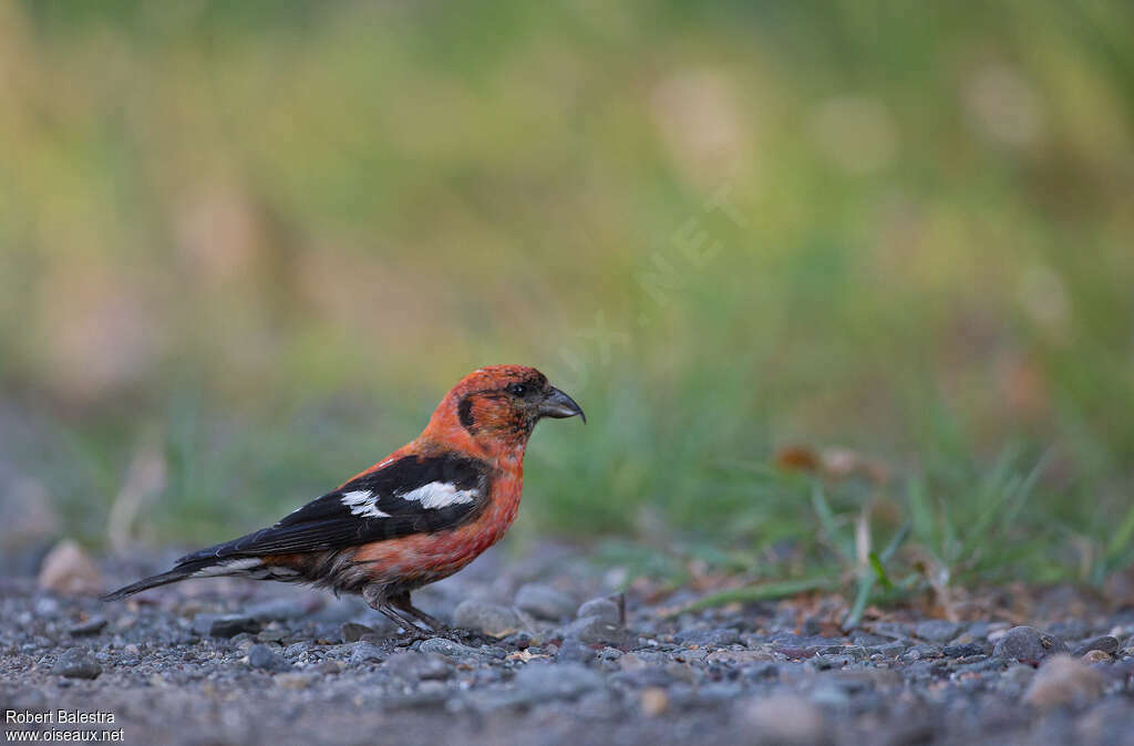 Two-barred Crossbill male adult, identification