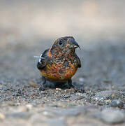 Two-barred Crossbill