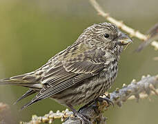 Red Crossbill