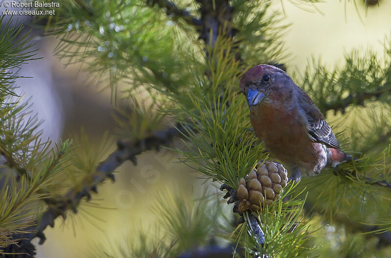 Red Crossbill male adult