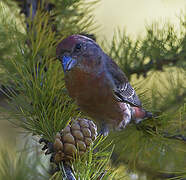 Red Crossbill