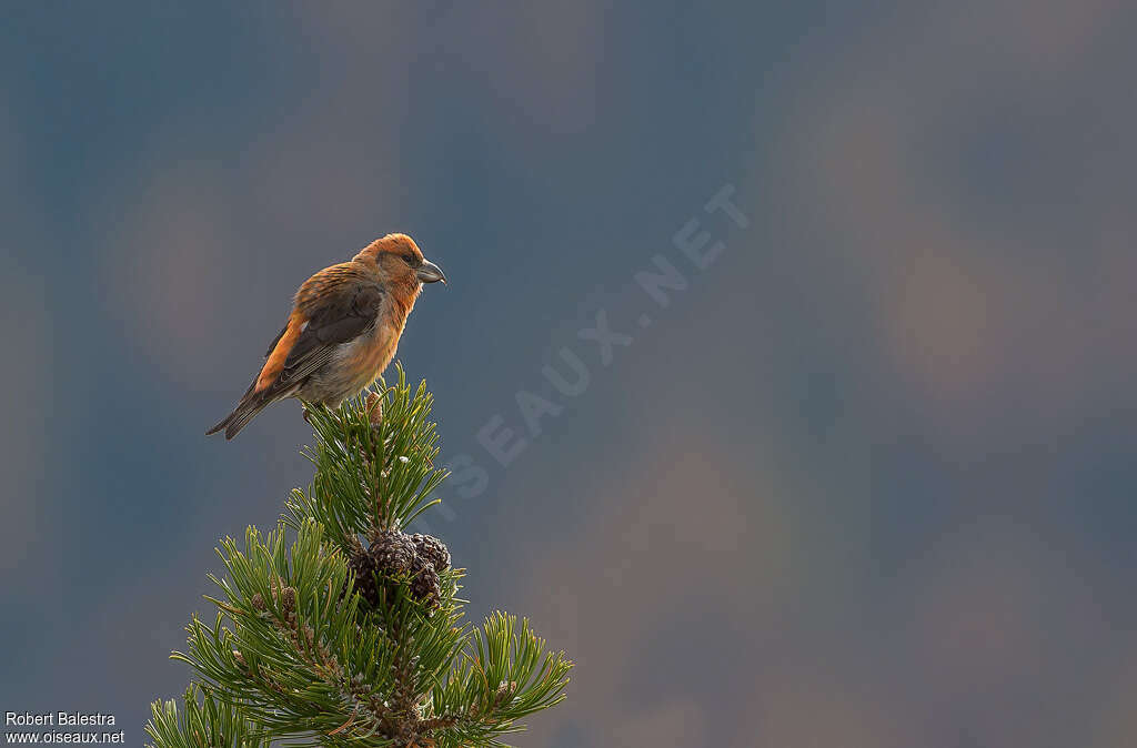 Red Crossbill male adult, habitat, Behaviour